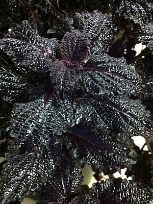 Coleus Patent Leather
